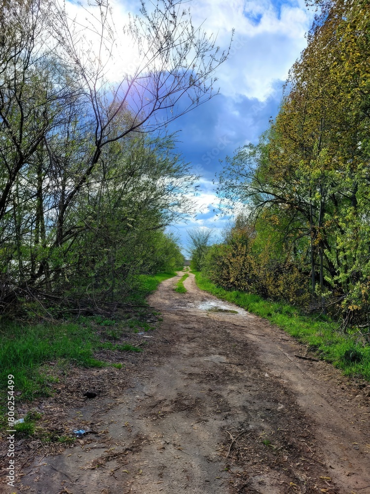 Fototapeta premium road in the woods