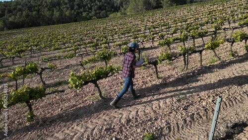 Close aerial view. A young farmer woman explores vineyards and grape orchard fields during the sunset with a tablet to verify and use new technologies to produce ecological, productive, sustainable. photo