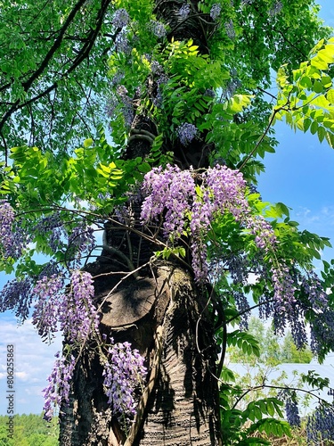 large tree, wisteria wrapped around a tree, climbing plant on a tree, purple wisteria
