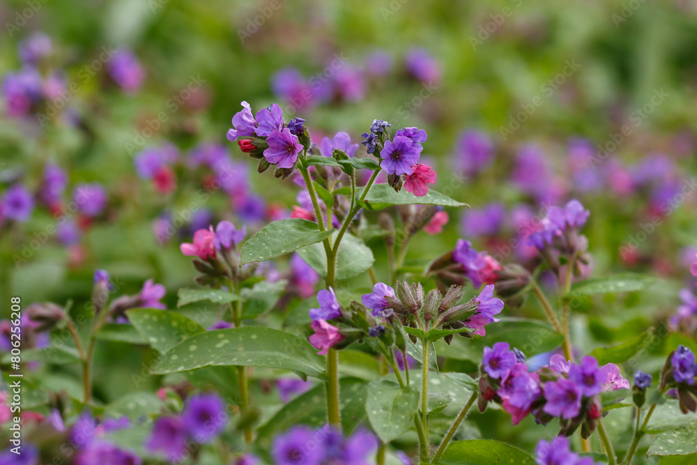 Lungwort ( lat. Pulmonaria ) is a genus of low perennial herbaceous plants of the Borage family Lungwort ( lat. Pulmonaria ) is a genus of low perennial herbaceous plants of the Borage family