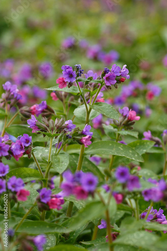 Lungwort   lat. Pulmonaria   is a genus of low perennial herbaceous plants of the Borage family