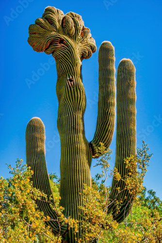 Crested saguaro cactus with blooming creosote bushes in spring in Phoenix Arizona photo