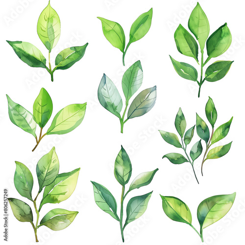Green leaves of different plants on a transparent background.