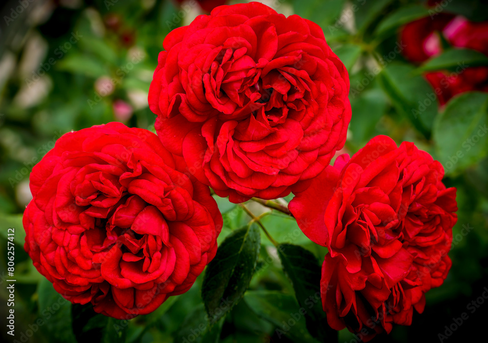 Close up of dewy red roses on a spring morning near Phoenix Arizona Close up of dewy red roses on a spring morning near Phoenix Arizona