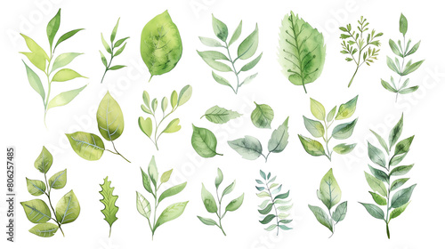 Set of watercolor hand drawn green leaves isolated on white background. Botanical illustration for design  print  fabric or background.