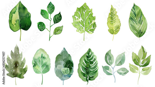 Set of watercolor hand drawn leaves. Green leaves isolated on white background. Botanical illustration for design  print  fabric or background.