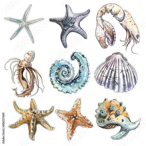 The image is about biology and shows different types of sea creatures. photo