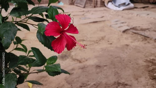 Red hibiscus flower plant selective focus on natural background. photo