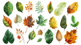 watercolor of various fall leaves.