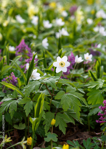 Wallpaper Mural Oak anemone ( lat. Anemone nemorosa ) is a perennial herbaceous plant Torontodigital.ca