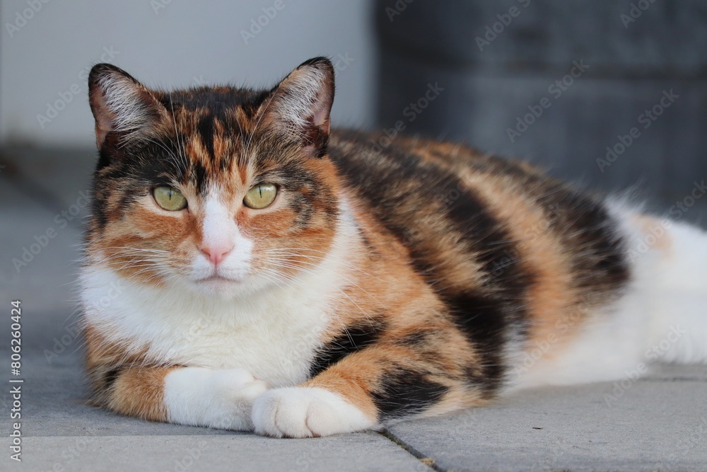 Portrait einer liegenden Glückskatze Portrait einer liegenden Glückskatze
