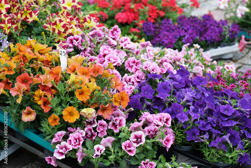 Blumenangebot auf einen Wochenmarkt photo