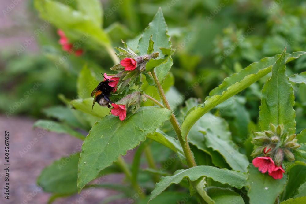 Bumblebee on flowers of pulmonaria rubra in spring garden Bumblebee on flowers of pulmonaria rubra in spring garden