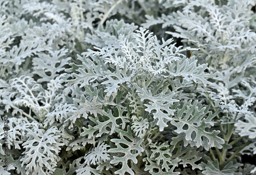 Dusty miller (Silver dust)