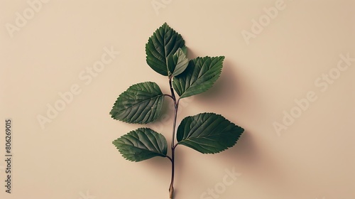 Blackberry with leaves, minimalist composition, photographed in the style of Yelena & Oleg Zinogor on a beige background, photo