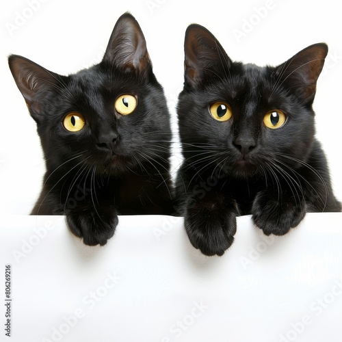 Two black Cats looking into the camera over a white banner