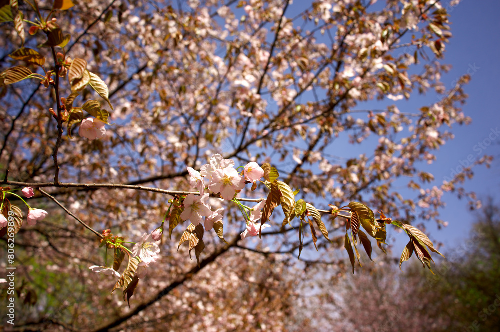 Beautiful cherry blossoms and blue sky, sakura garden. Beautiful cherry blossoms and blue sky, sakura garden.