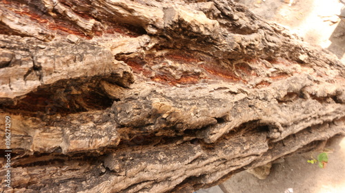 Portrait of the texture of a tree trunk