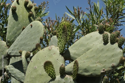 Detail of a large prickly pear or prickly pear plant (Opuntia ficus-indica ((L.) Mill., 1768).
