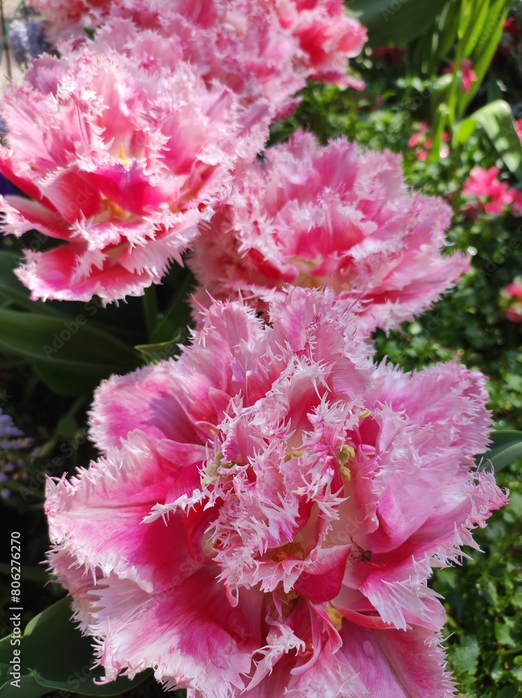 Fototapeta premium Pink and red tulips in the garden