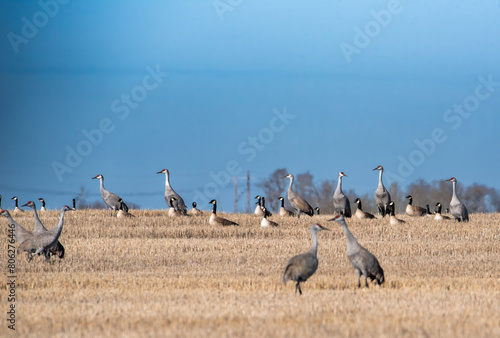 Sandhill cranes and Canada geese in a field