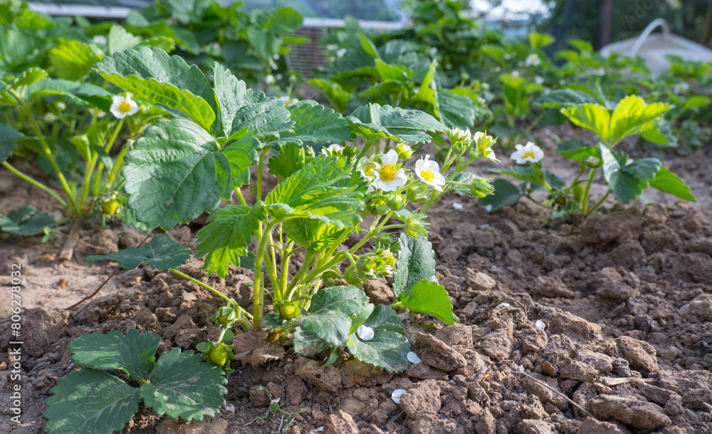 Blooming strawberry bushes. Strawberry plants with flowers and berries.