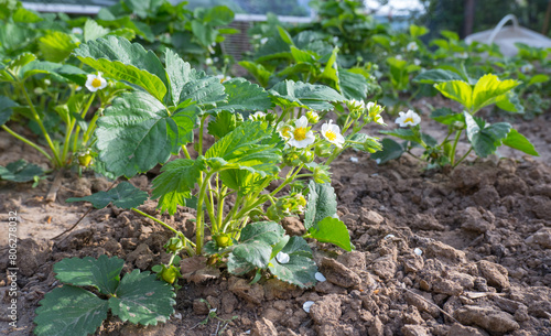 Obraz na płótnie Blooming strawberry bushes. Strawberry plants with flowers and berries. w salonie