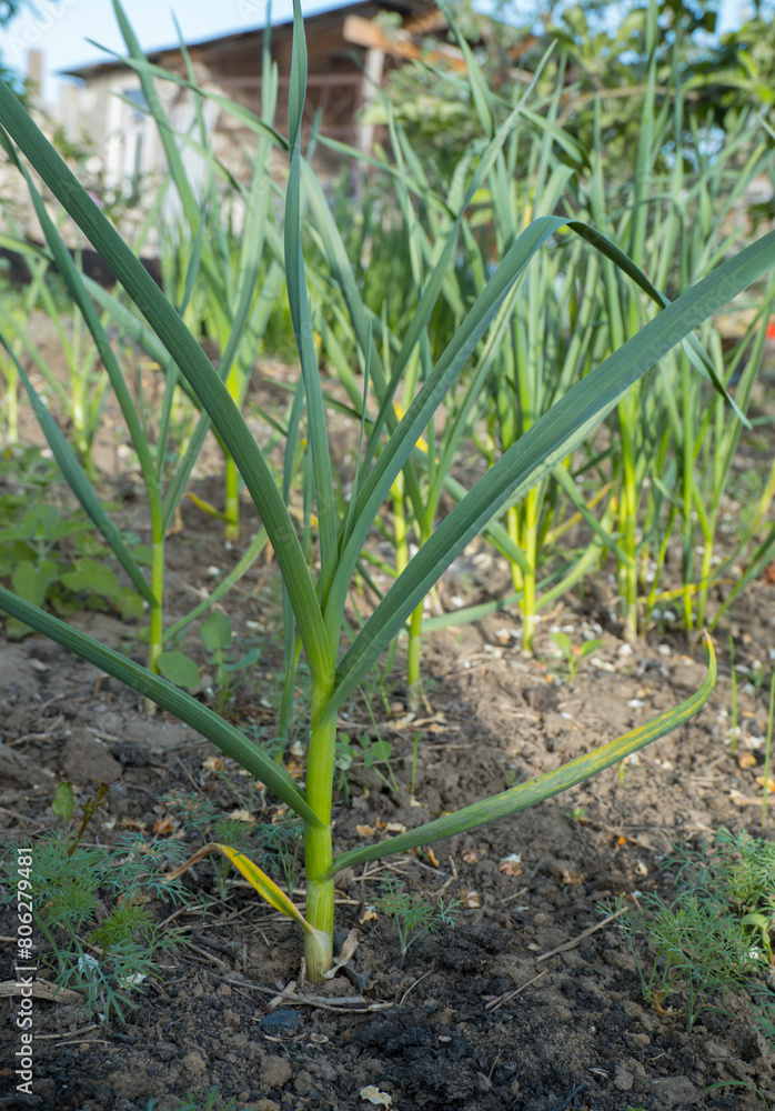 Young garlic growing in the ground. Close-up of young strong plants. Vegetable garden concept.