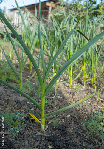 Obraz na płótnie Young garlic growing in the ground. Close-up of young strong plants. Vegetable garden concept. w salonie