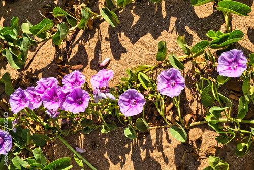 Fototapeta Naklejka Na Ścianę i Meble -  Flowers and leaves of the beach morning glory (Ipomoea pes-caprae), a bindweed, important for dune stabilisation. 
