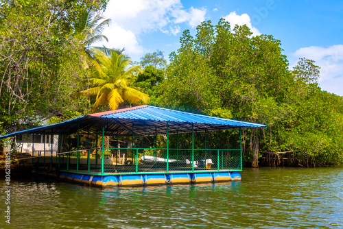 Boat safari through mangrove jungle Bentota Ganga River Bentota Beach Sri Lanka.