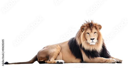 Solitary Sovereign: A Stunning Portrait of the Male Lion
