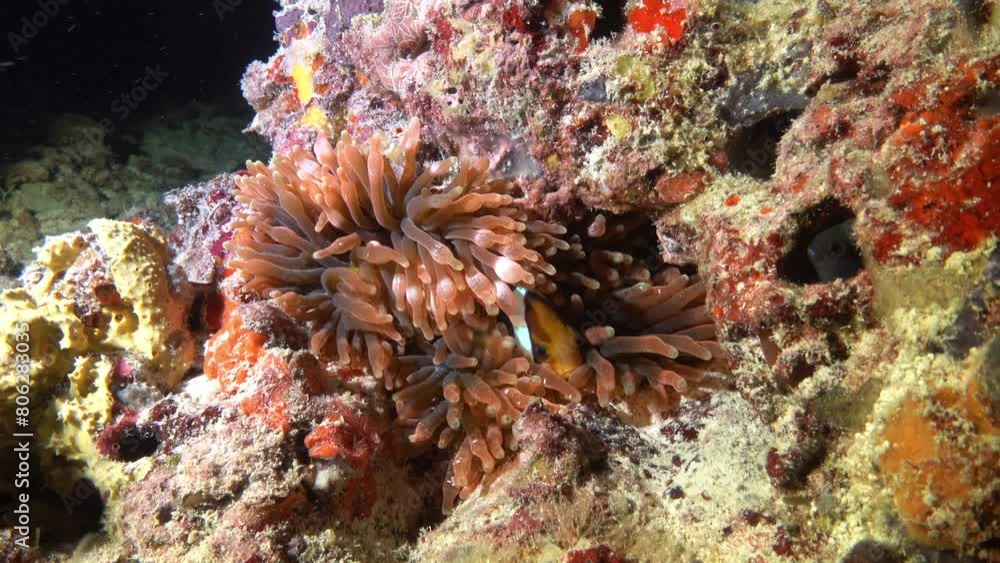 Marine life - Clownfish hides into its anemone Marine life - Clownfish hides into its anemone