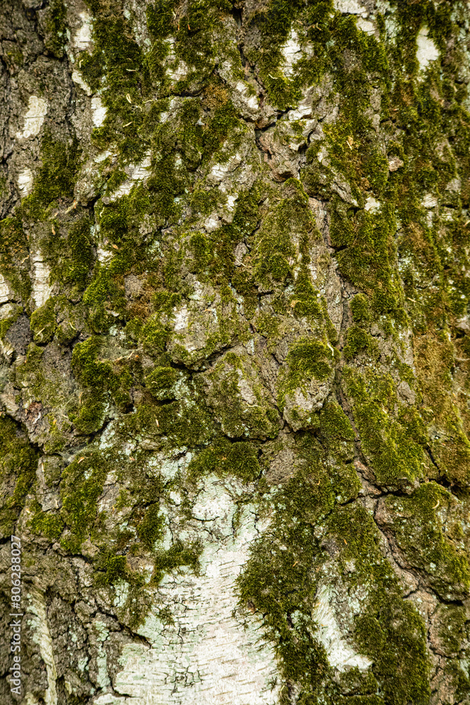 Obraz premium bark of a tree