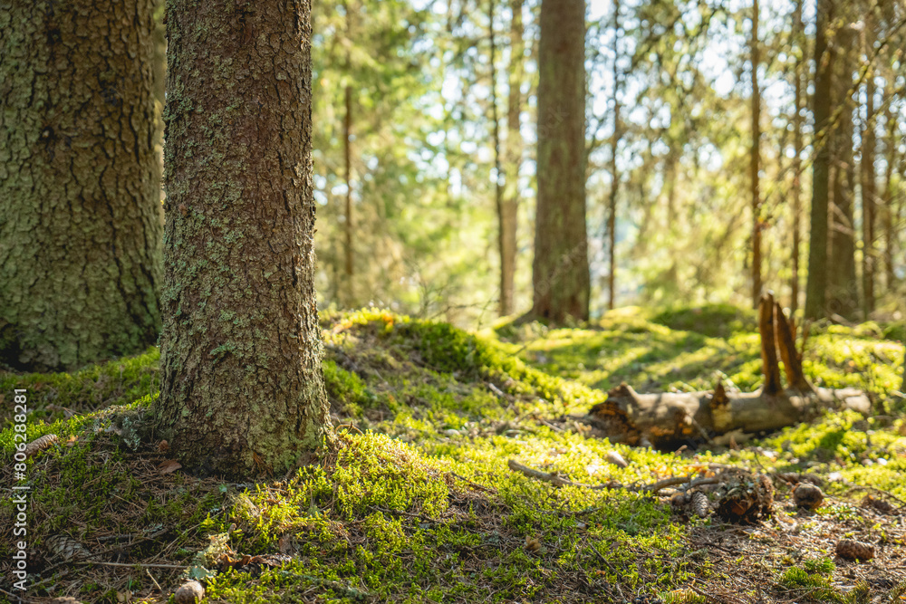 Fototapeta premium sunlight streaming through mossy forest. beautiful nature scenery.