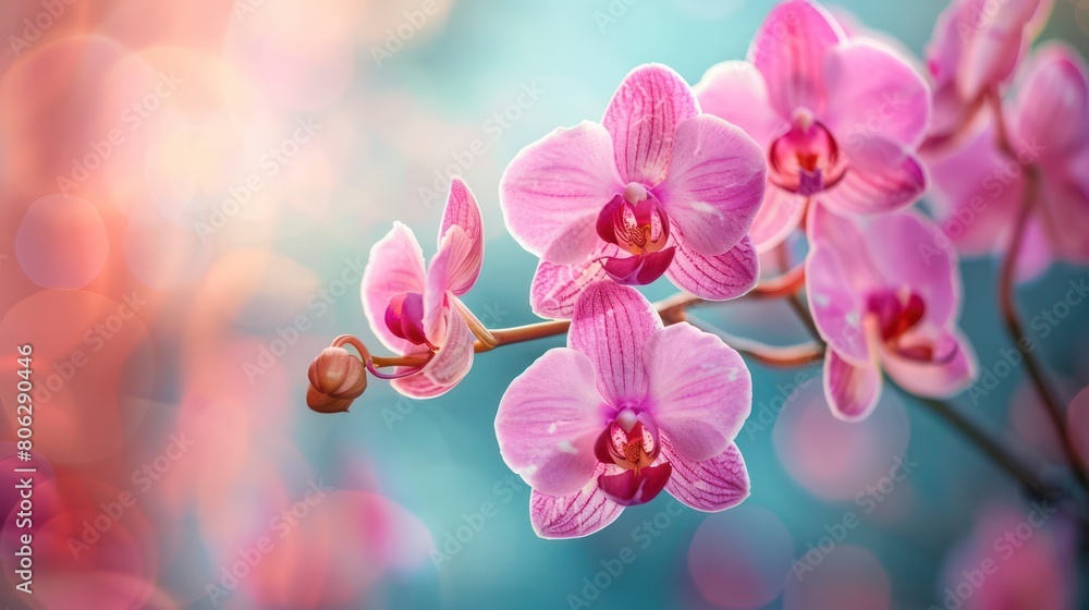 A serene image showcasing pink orchid flowers in full bloom, contrasted against a soothing blue background with bokeh A serene image showcasing pink orchid flowers in full bloom, contrasted against a soothing blue background with bokeh