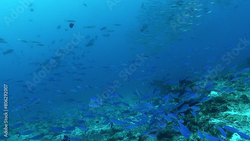 Wallpaper Mural Underwater landscape - A lot of fish in blue tropical ocean water Torontodigital.ca