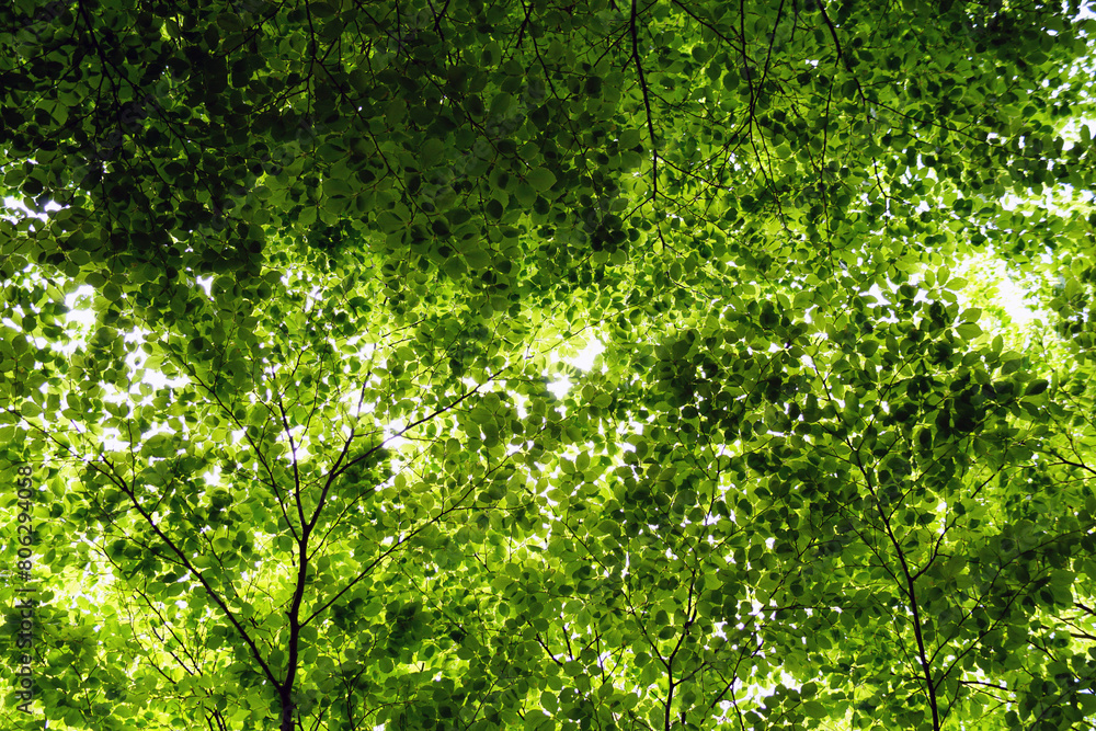 Fototapeta premium Spring background: many beech branches with fresh bright green foliage, photographed from bottom to top.