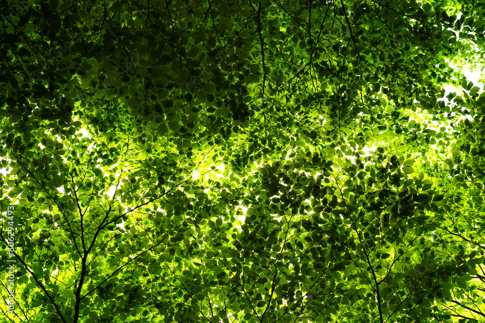 Spring in a beech forest: tree branches with fresh bright foliage covering the sky. Nature in the mountains of Montenegro. Spring in a beech forest: tree branches with fresh bright foliage covering the sky. Nature in the mountains of Montenegro.