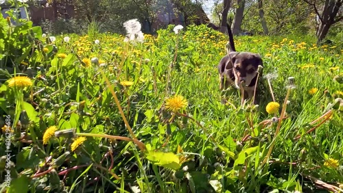 black puppies are playing in the green grass of the spring garden. puppies are playing in the grass. puppies are running in the garden. black puppies in green grass. black puppies in a dandelion