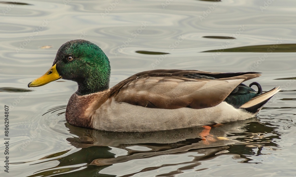 duck on the lake duck on the lake