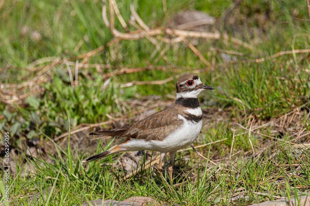 bird in the grass bird in the grass