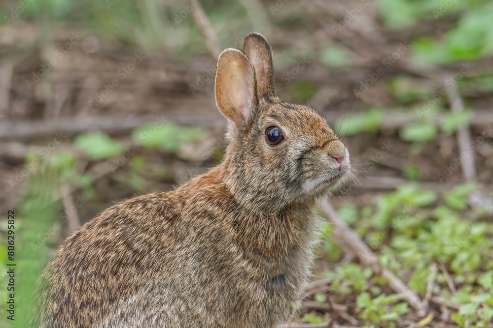 Fototapeta premium rabbit in the woods