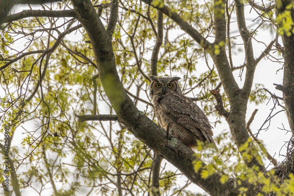 Great horned owl on a branch