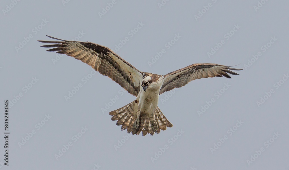 Fototapeta premium osprey in flight