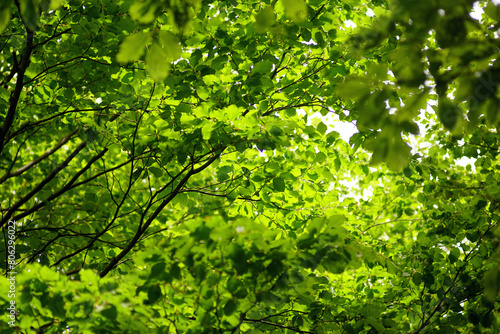 Crowns of beech trees in spring  many tree branches with bright green foliage. Natural background.