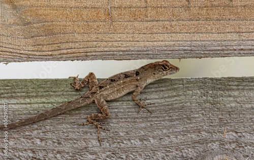lizard on the stone