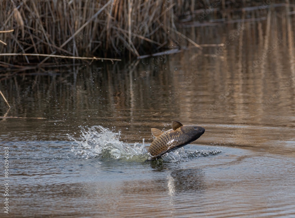 Fototapeta premium Carp Jumping out of water