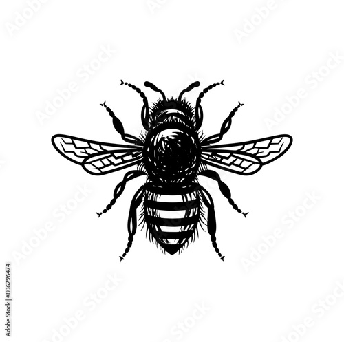 Vector engraving illustration of honey bee on white background  © Maria