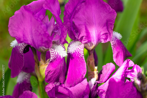 Bright pink beautiful flowers of Iris sibirica Grosser Wein, cockerel flowers, close-up. Perennial rhizomatous plants photo